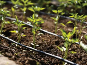 irrigation landscaping companies in dubai