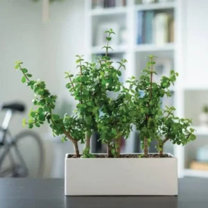 landscaping company in dubai indoor plants